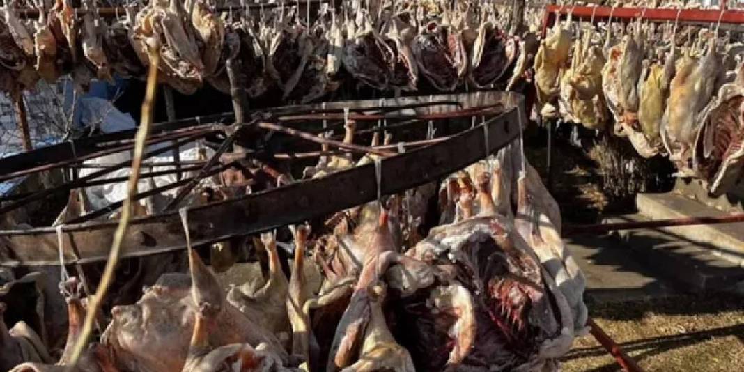 900 tanesini sıralıyor, kurusun diye açık havada bırakıyor! O yetiştiriyor talep patlıyor: Gurbetten sipariş yağıyor 3